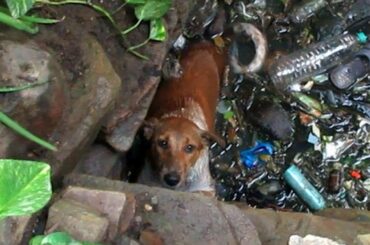 奇跡を待っている：10人の驚くべき救助