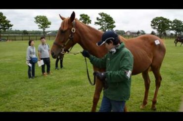 ライラックスアンドレースの15(ラッキーライラック)　2016年度募集馬 【ノーザンファーム】 北海道ツアー