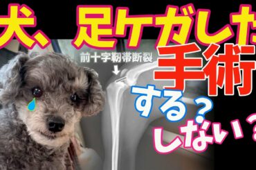 【犬足ケガ】手術はするべきなのか⁉️悩んだ末に出した答えは…  Toy Poodle with torn ligaments, should surgery be done ⁉️