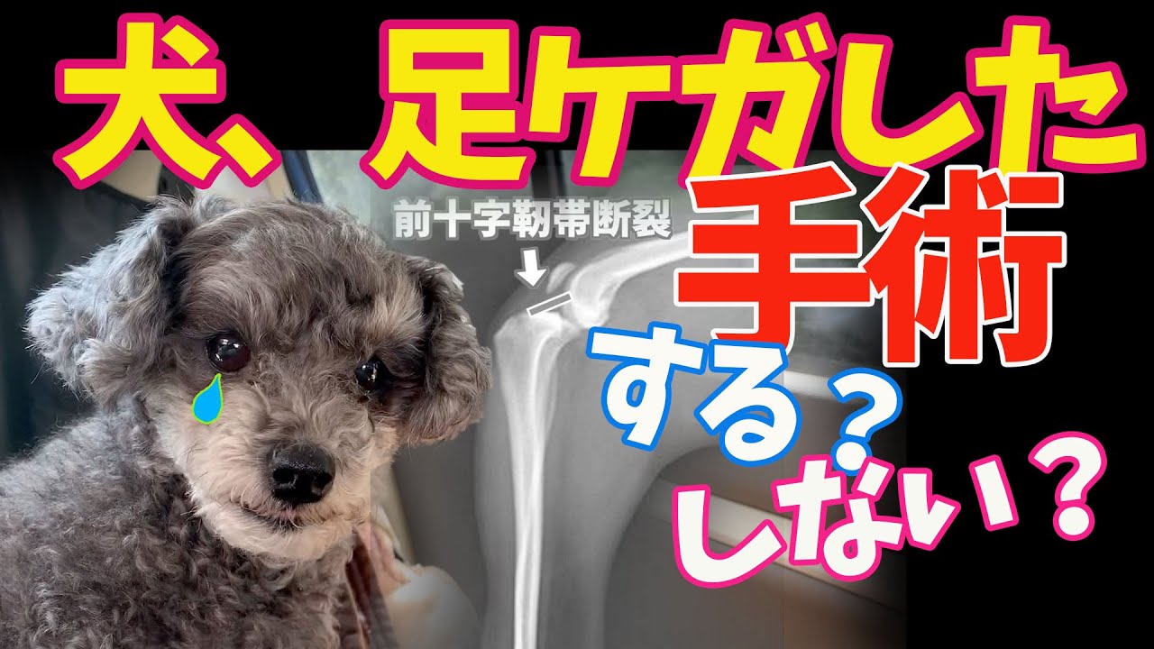 【犬足ケガ】手術はするべきなのか⁉️悩んだ末に出した答えは…  Toy Poodle with torn ligaments, should surgery be done ⁉️ 【犬足ケガ】手術はするべきなのか⁉️悩んだ末に出した答えは…  Toy Poodle with torn ligaments, should surgery be done ⁉️