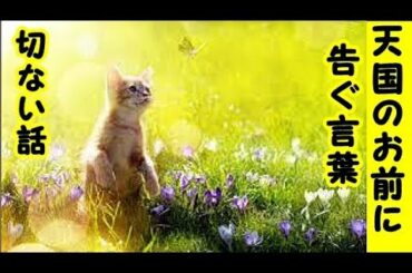 天国のお前へ・いつかお前がまたこの世に生まれ変わってきたら私は絶対にお前を探し出すよ、それまではゆっくり天国のお友達と遊んでて・招き猫ちゃんねる