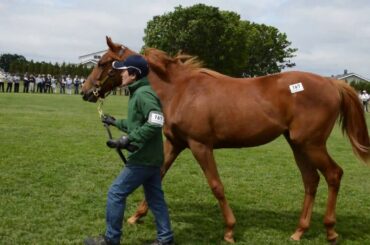 ライラックスアンドレースの15(ラッキーライラック)　【ノーザンファーム周回】　2016年度募集馬　北海道ツアー