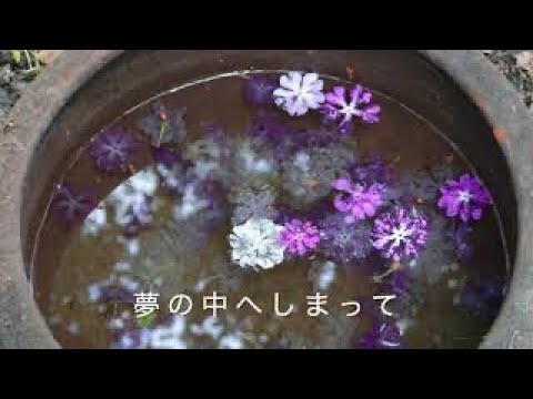 明日は君の誕生日だ