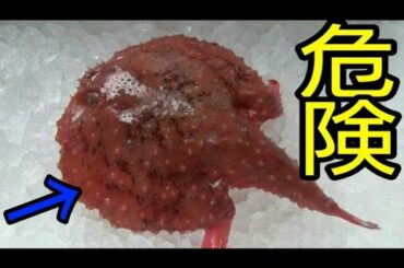 『深海1000mに住むレア魚』アカグツをさばいて食べたら・・・