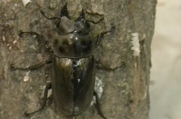 右半身メス、左側オスの両性クワガタ　４万分の１の神秘