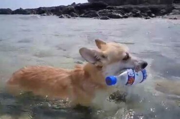 海洋プラスチック問題に取り組むコーギー