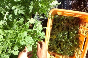 最後の春菊収穫そんなことよりも素敵な青空191106