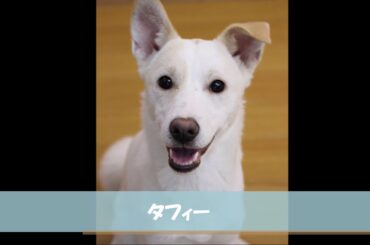 ピースワンコ岡山譲渡センター 保護犬のワンコ　2018.6月掲載分