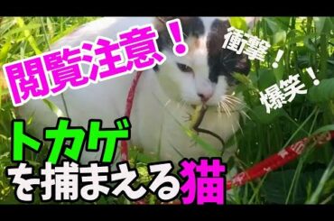 【閲覧注意】爆笑！トカゲと格闘する猫【衝撃】[Reading attention! ] Never Give Up! Cat that captures lizards [shock]