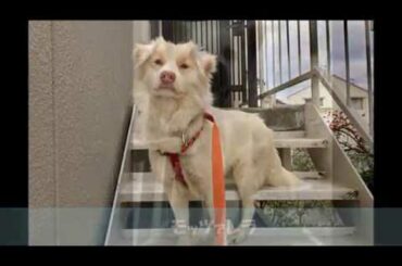 ピースワンコ岡山譲渡センター 保護犬のワンコ　2019.2月掲載分