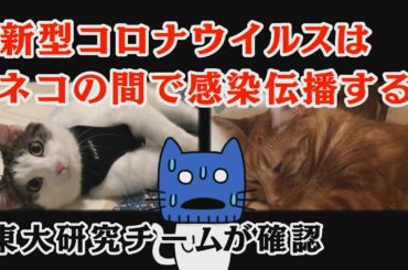 ネコからネコへ感染しやすい新型コロナ、でも無症状？東大研究チームが確認【マスクにゃんニュース】