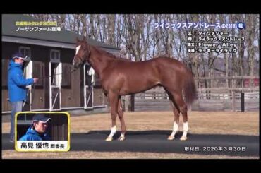 半姉ラッキーライラック【グランメテオール】