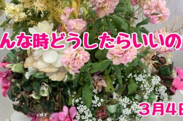 こんな時どうしたらいいの？葉牡丹終わり？水切れ？