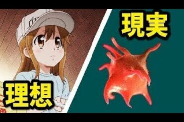 はたらく細胞　実際と比較してみた 【夏アニメ】
