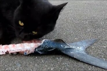 でっかい魚のしっぽをおいしそうに食べる黒猫！さすが島猫！