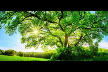 ハナレグミ　Peace Tree