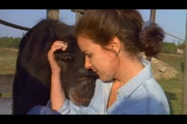 チンパンジー 感動実話！20年前に檻の中から救ってくれた人間と再会。チンパンジーの行動に涙腺が緩む・・・