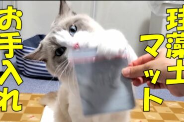 猫の珪藻土マットを手入れしてみた　ラグドール猫　【モフニャン】part170 Steve the ragdoll cat