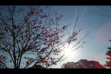 [ツイキャス] ⛅🌈SUNNY✖S☕🍰 🌄朝が来る❇🎄✨銀色の雪✨🎄🌉🌏🐣🐤🐦  (2020.11.20)