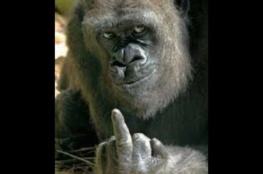 【動物面白】え！？　攻撃的なゴリラ！！　人間の子どもにキレる【mofumofu】