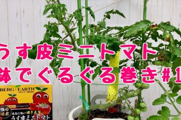うす皮ミニトマトNo.12ベランダでも簡単！鉢でぐるぐる仕立て