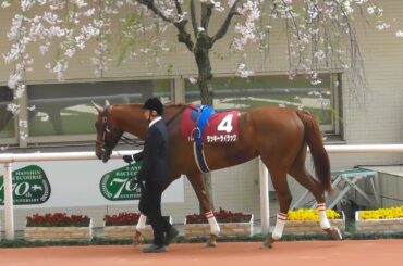 ラッキーライラック、阪神牝馬Sのパドック。現地映像、阪神競馬場