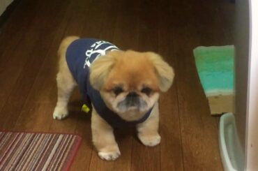 ペキニーズ  コロン君 クリクリお目目で問いかけてくる。。 ペキニーズ  コロン君 クリクリお目目で問いかけてくる。。