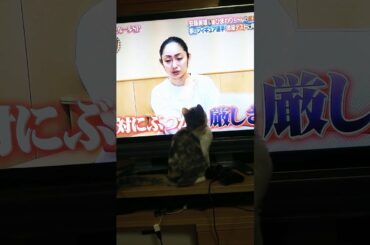有吉ゼミで放送された安藤美姫さんに飛びつく、猫。
