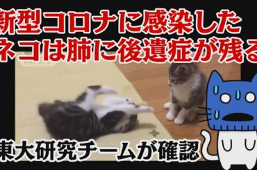 新型コロナウイルスに感染したネコは回復しても長期間、肺にダメージが残る。東大研究チームが確認【マスクにゃんニュース】