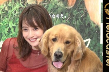 佐々木希、愛犬と登場！さらにamazonのCMで話題のあのワンちゃんも登場！映画「僕のワンダフル・ライフ」