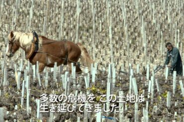 『世界一美しいボルドーの秘密』予告編