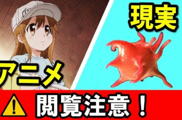 【はたらく細胞】 アニメと現実を見比べてみた Cells at Work Hataraku Saibou