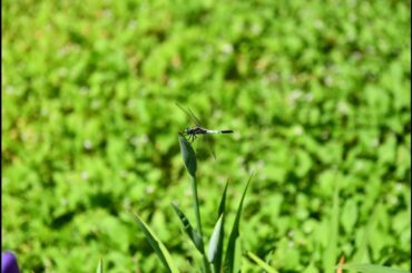 ドラマ「35歳の少女」についてのいちゃもん