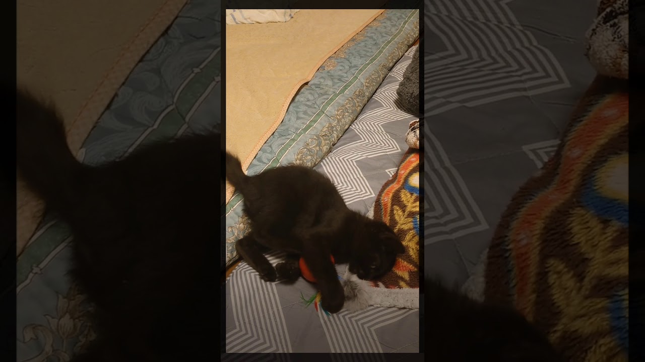 子猫動画　黒猫サンちゃん極主夫道を見る
