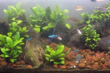 虹/菅田将暉　[STAND BY ME ドラえもん2 主題歌]　歌ってみた　アクアリウムを添えて　#アクアリウム　#歌ってみた　#虹　#菅田将暉　#ドラえもん