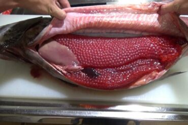 【衝撃映像】キングサーモンのお腹の中身がイクラまみれだった   King salmon　【has subtitles】