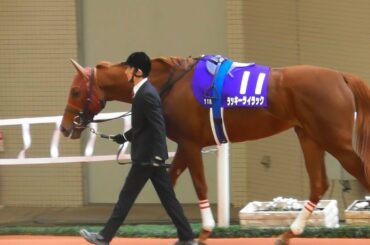 ラッキーライラック、阪神JFのパドック。現地映像、阪神競馬場