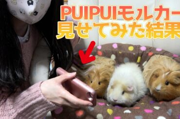【PUIPUIモルカー】モルモットのアニメをモルモットにみせた結果..【guineapig】