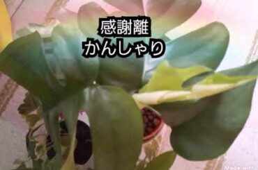 【感謝離】１.再出発＼(^-^)／