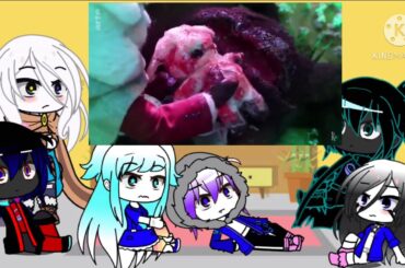 Aus reaccionan a la cabra y el lobo y mi pequeña cabrita