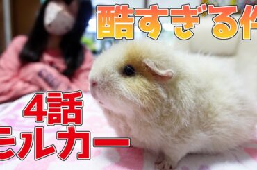 PUIPUIモルカー4話を真似てきゅうりをポイ捨てして本物のモルモットに餌やり♪