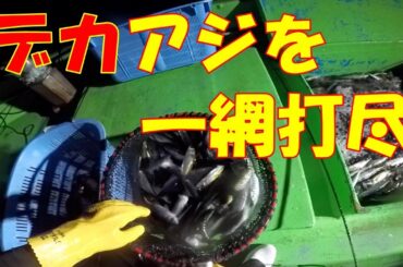 【冬の味覚】寒ブリを狙いに行ったら、アジが大漁だった。【定置網漁】