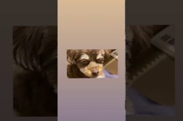 Tomoyo Kurosawa (黒沢ともよ) 20/01/2021