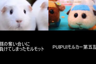 PUIPUIモルカー五話　餌の奪い合い比較