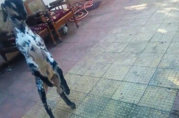 MY LITTLE GOAT VERY AGGRESSIVE (must watch)