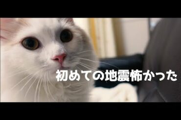 初めての地震怖かったね【犬猫動画】