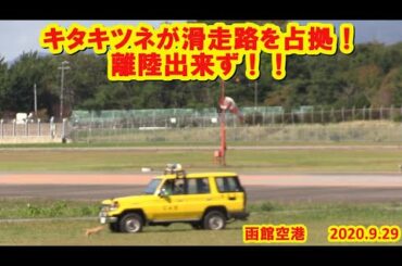 【キタキツネが滑走路を占拠】離陸出来ず‼　函館空港　2020.9.29