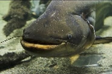 地震情報（各地の震度に関する情報）