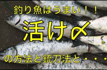 釣り魚が美味い理由！『活け〆』についてと、ナイフ所持と、鮭マス所持の注意事項
