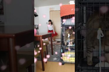 ♯  ルカルカナイトフィーバー～ ♯踊ってみた。 ♯ダンス好き。苦手です😥🙌😋  １３歳ナウ。💝ママが管理★